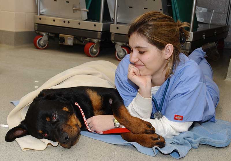 vet assistant comforting a dog