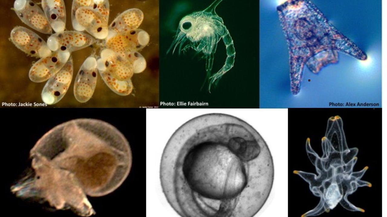 Top Row, L to R: octopus (Photo: Jackie Sones); crab (Photo: Ellie Fairbairn); sea urchin (Photo: Alex Anderson). Bottom Row, L to R: abalone (Photo: Shelby Kawana); fish (Photo: Ellie Fairbairn); sea star (Photo: Alvaro Migotto, Flickr) collage of sea animals
