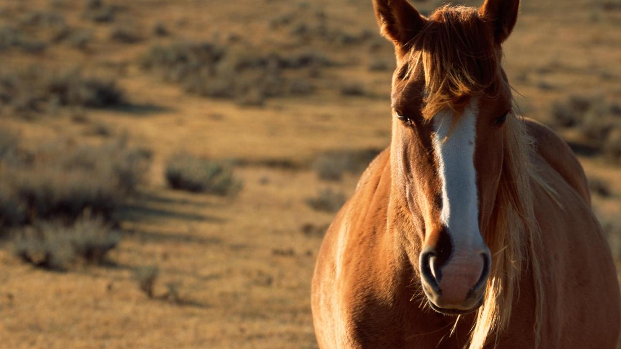 horse