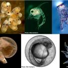 collage of sea animals