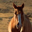 horse